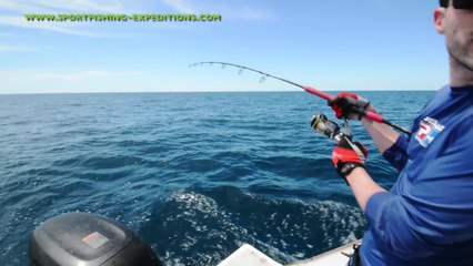Marlin Eats Giant Trevally
