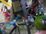 Cockatiels, Hahns Macaws, Linnie in bird room