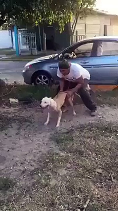 super saut de chien