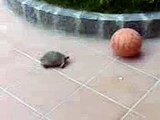 La mia tartaruga gioca a calcio