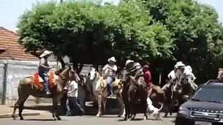 Pit Bull attacking horses & donkeys - Brazil