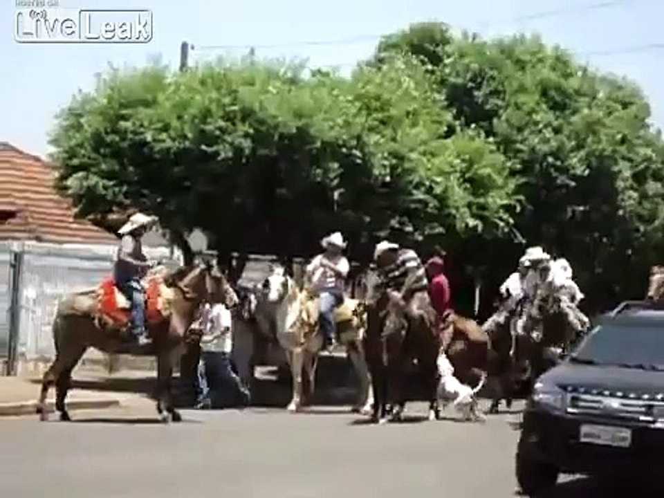 Pit Bull attacking horses & donkeys - Brazil