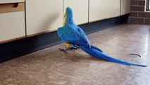 The Real Macaw Beautiful Blue and Yellow