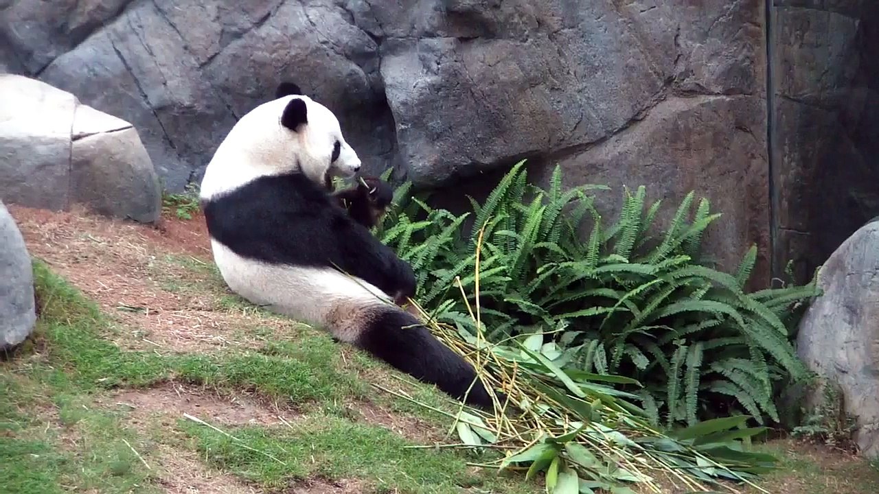 Giant panda in San Diego Zoo