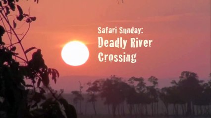 Crocodiles attack Wildebeest - Safari Sunday