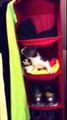 Cats In A Shoe Rack