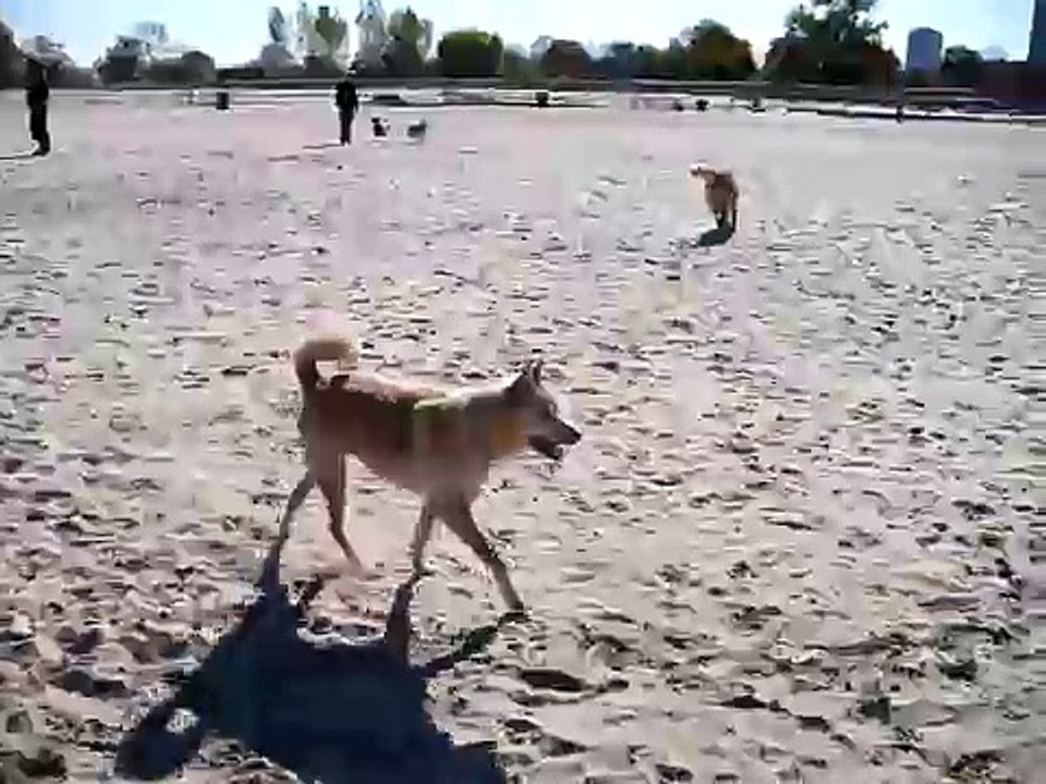 levi doesn't play well