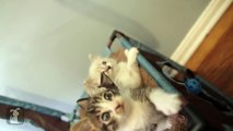 Baby kitten conquers Slinky - Kitten Love