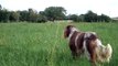 hunting dog training picardy spaniel