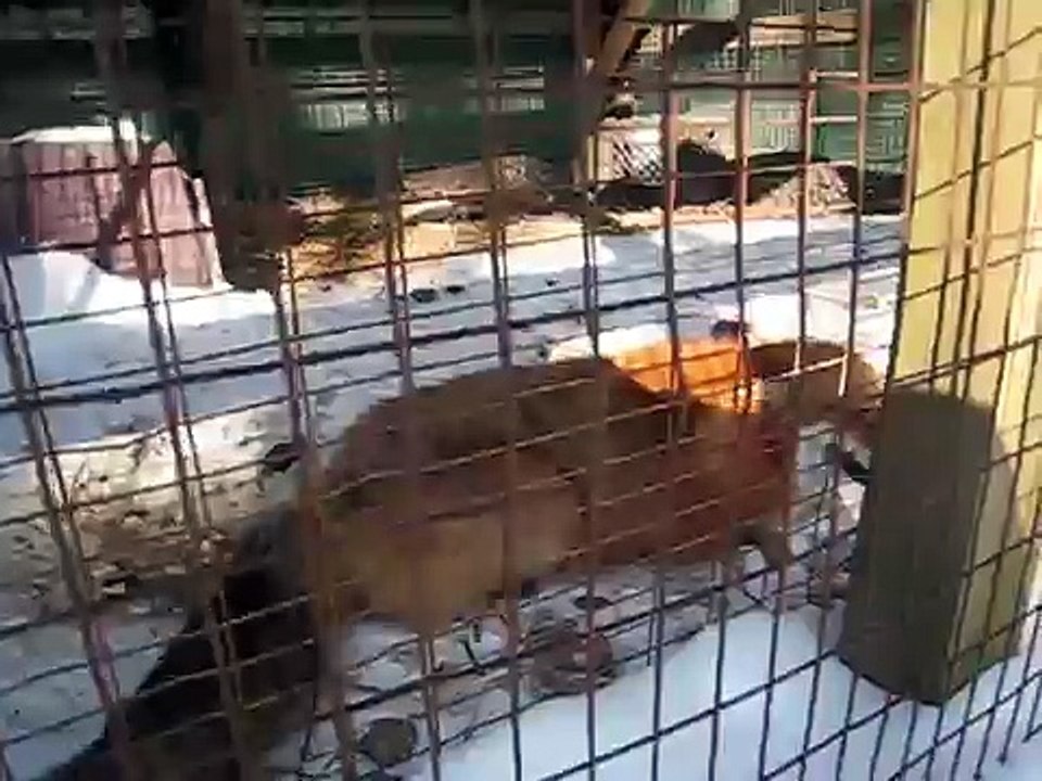 Chuckles Red Fox