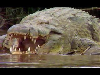 Gustave - The giant crocodile