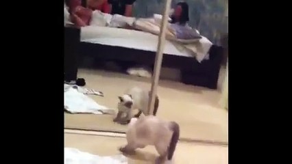 COPY CAT (mirror vs cat)