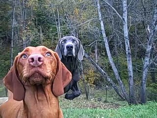 eyes of the playful dog ~ vizsla and weimaraner