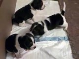 Cutest Puppies in the world playing..Pocket Beagles (3wks old)