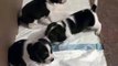 Cutest Puppies in the world playing..Pocket Beagles (3wks old)