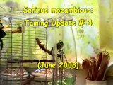Taming Serinus Mozambicus: Update # 4 (June 2008)