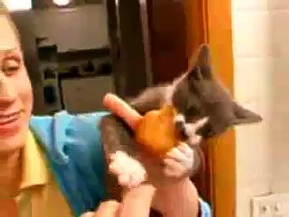 Angry cat