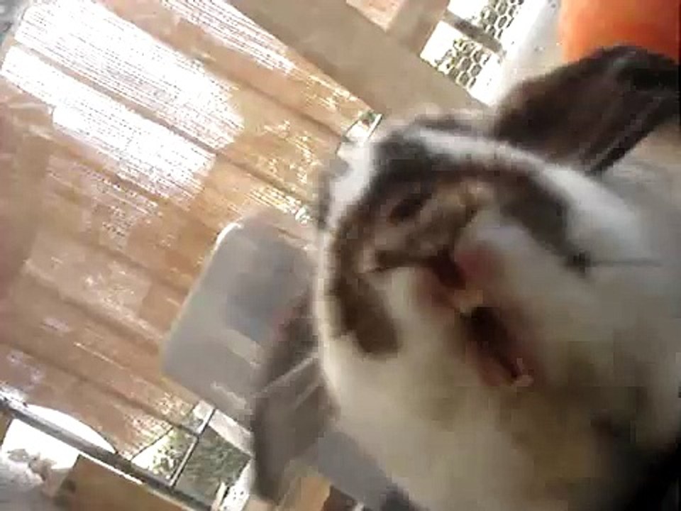 bad bunny