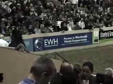 KFPS Friesian Stallion Jasper 366