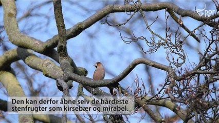 Kernebider - Stor og smuk finke med kerneknusende næb