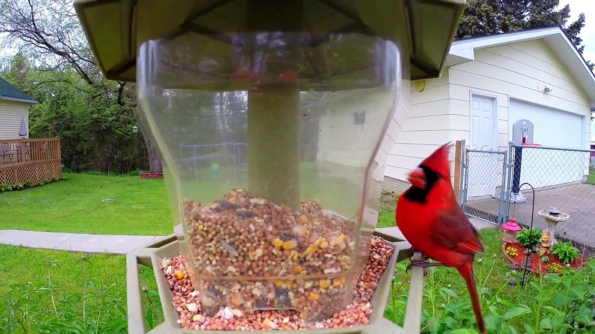 Bird Cam Cardinal On Feeder Video Dailymotion