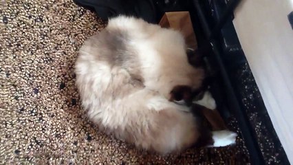 Ragdoll Cats Crinkly Paper & Shoe Laces!