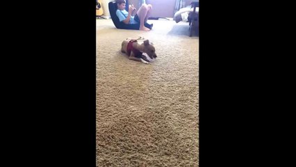 Remy - Italian Greyhound/Chihuahua available for adoption