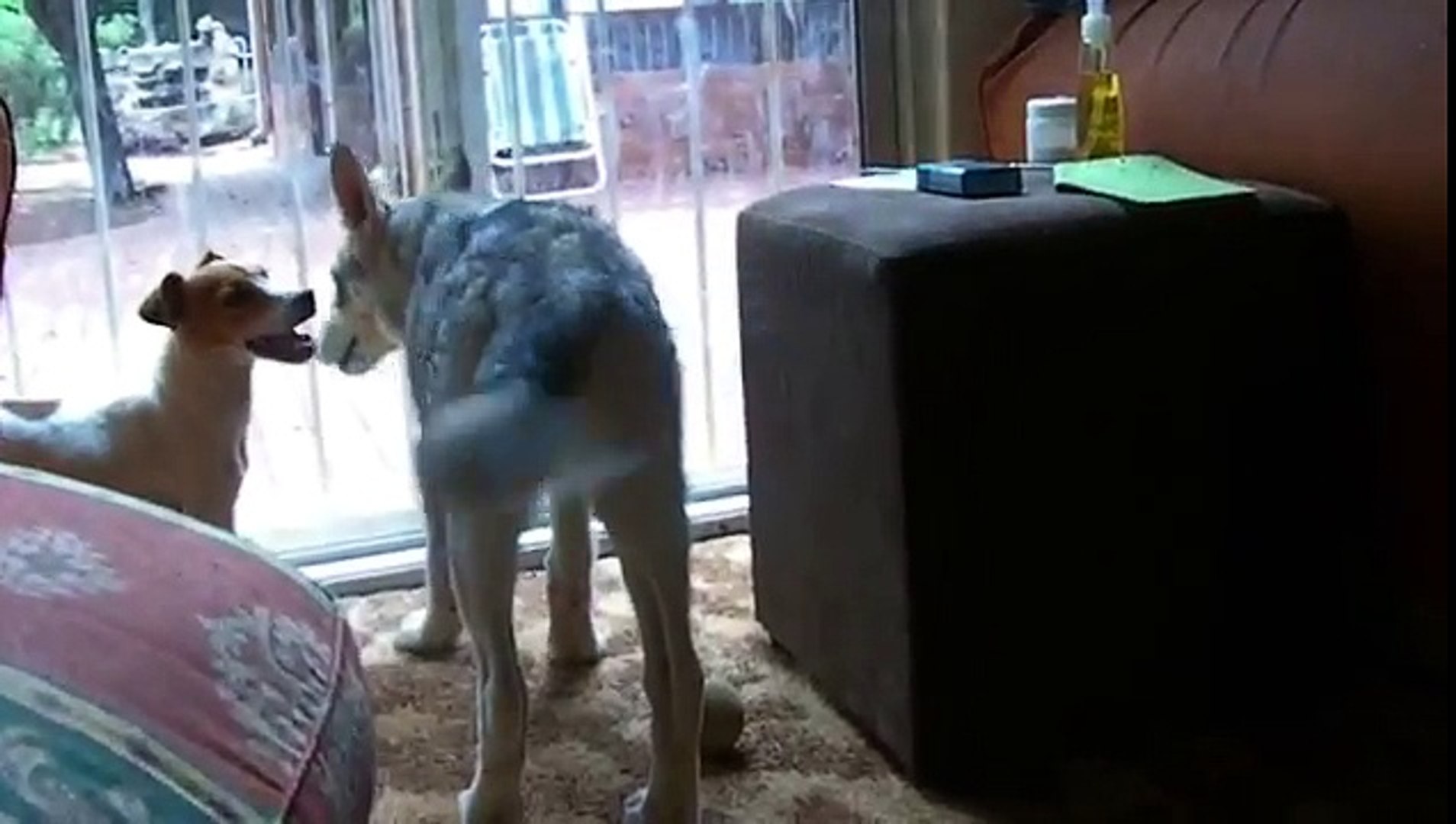 ⁣Loki our Native American Indian Dog