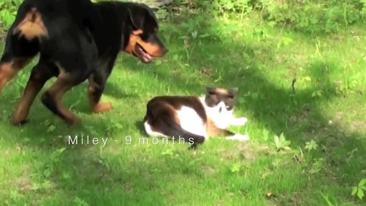 Cat vs. Rottweiler - NEW!!!
