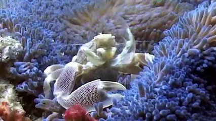 Feeding Porcelain Crab (Neopetrolisthes maculosus) - Mozambique