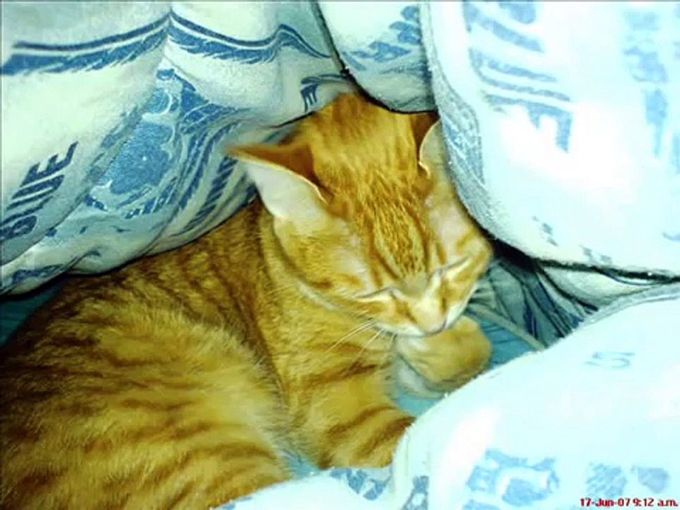 Gato Loco
