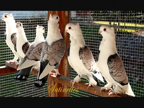 Fancy Breeds Of Pigeons