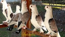 Fancy Breeds Of Pigeons
