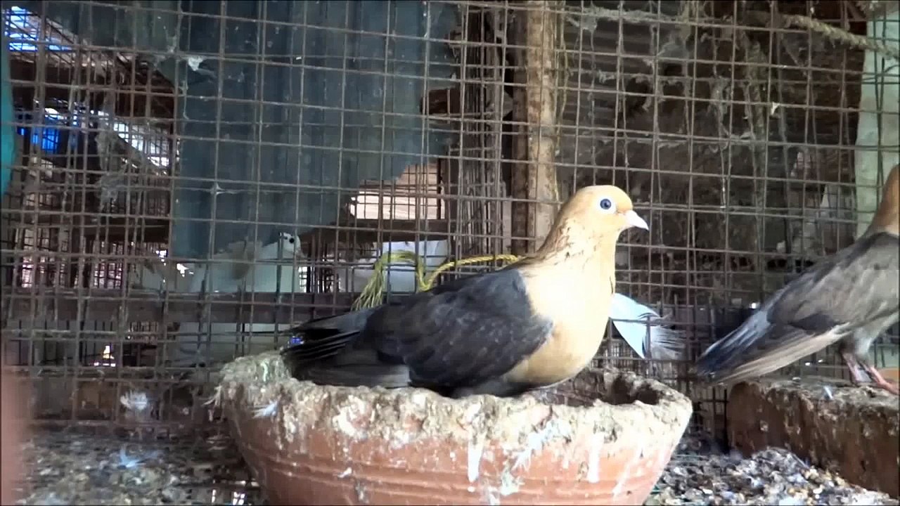 Chuva Chandan  -  Fancy Pigeon
