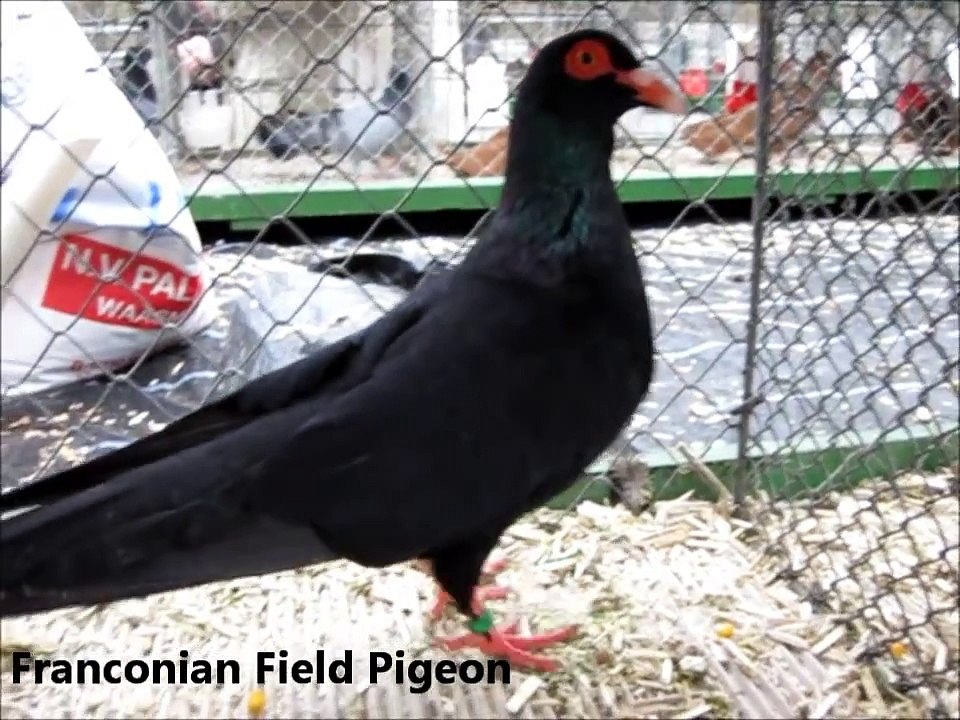 Fancy Pigeon Breeds F, Rassetauben in Englisch mit F