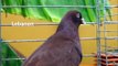 Fancy Pigeon Breeds L, Rassetauben in Englisch mit L