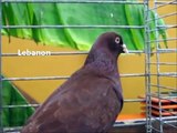 Fancy Pigeon Breeds L, Rassetauben in Englisch mit L