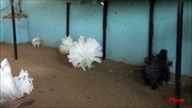 Indian Fantail Fancy Pigeon