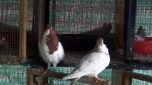Shirazi Pigeon ( Fancy Pigeon Breed )