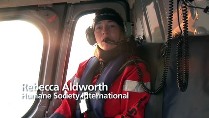 Canada's Harp Seal Hunt