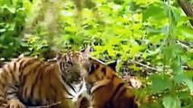 MONKEY DEFEATS TWO TIGERS - slaps, pulls their ears & tail and scares them away
