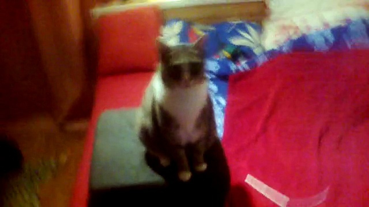 Grey Cat does the Borat dance