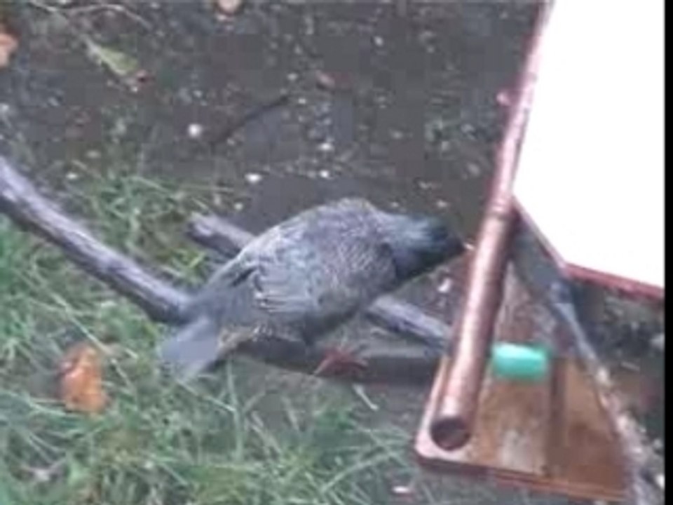 Oiseaux en avi