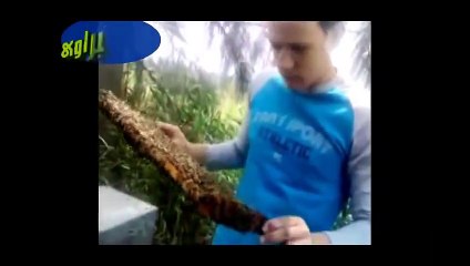 تربية النحل | أفلام وثائقية