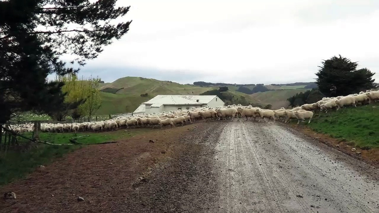 Transhumance day