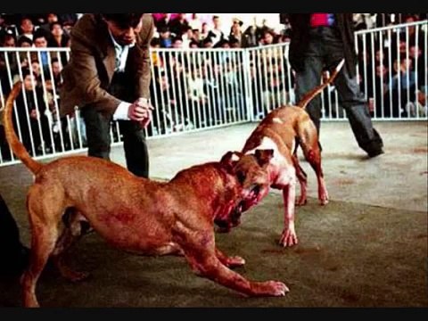 amstaff,pitbull, molosses.... ces chiens ne sot pas plus dangereux que les autres!