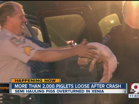 Ohio pig truck crash: Hundreds killed, even more run loose after semitrailer overturns
