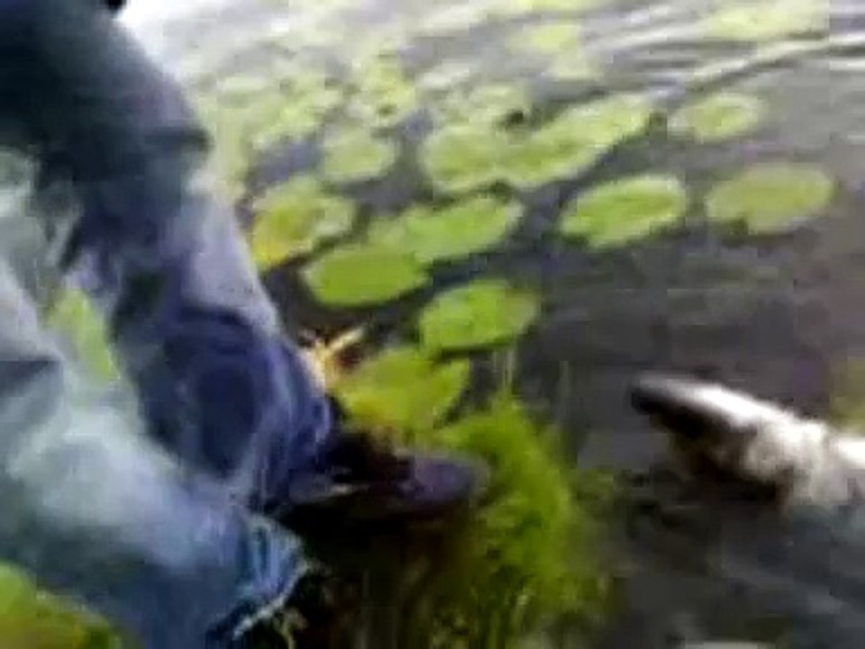 Pike attack