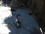 Penguins Dancing - Dancing Penguins