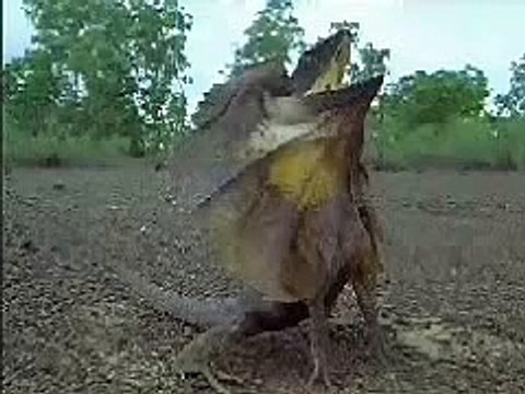 Dangerous Creatures frill-necked lizard